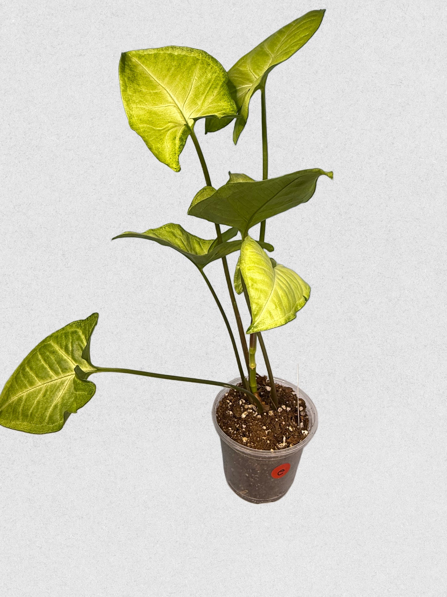 White Butterfly Syngonium - E