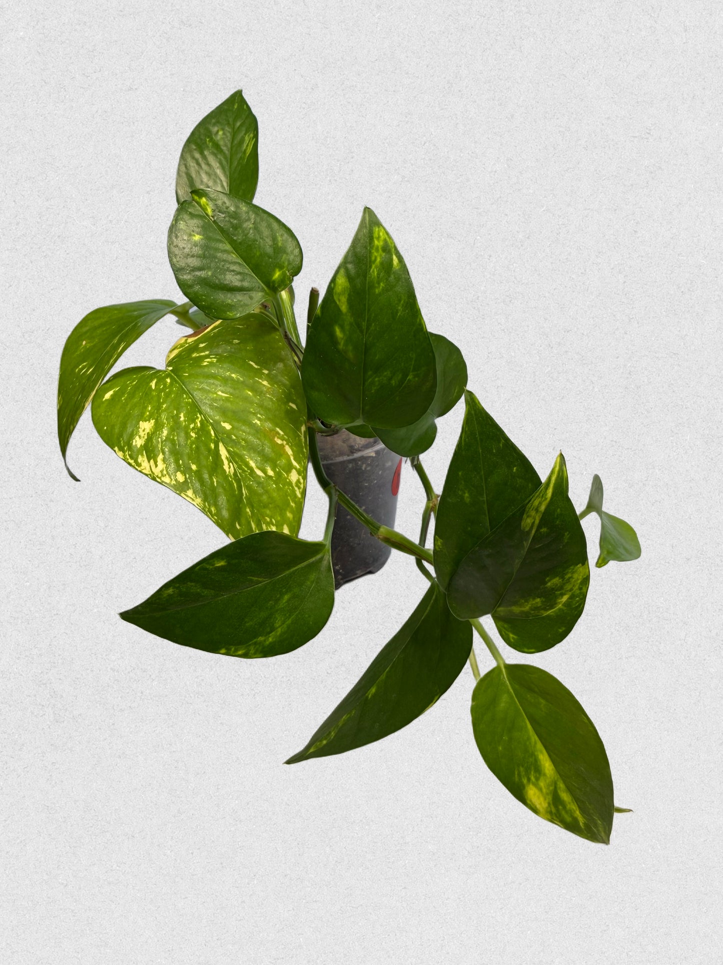 Neon Queen Pothos - B