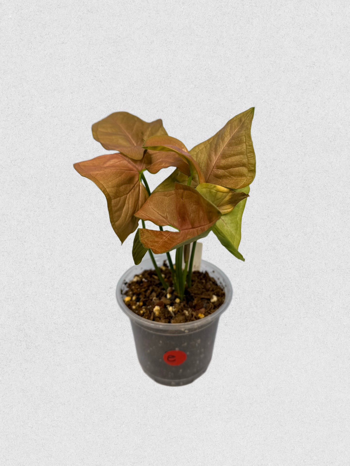 Neon Robusta Syngonium - E