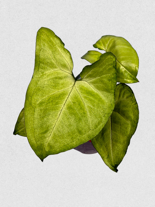 White Butterfly Syngonium - Green & White Vein/Center Houseplant