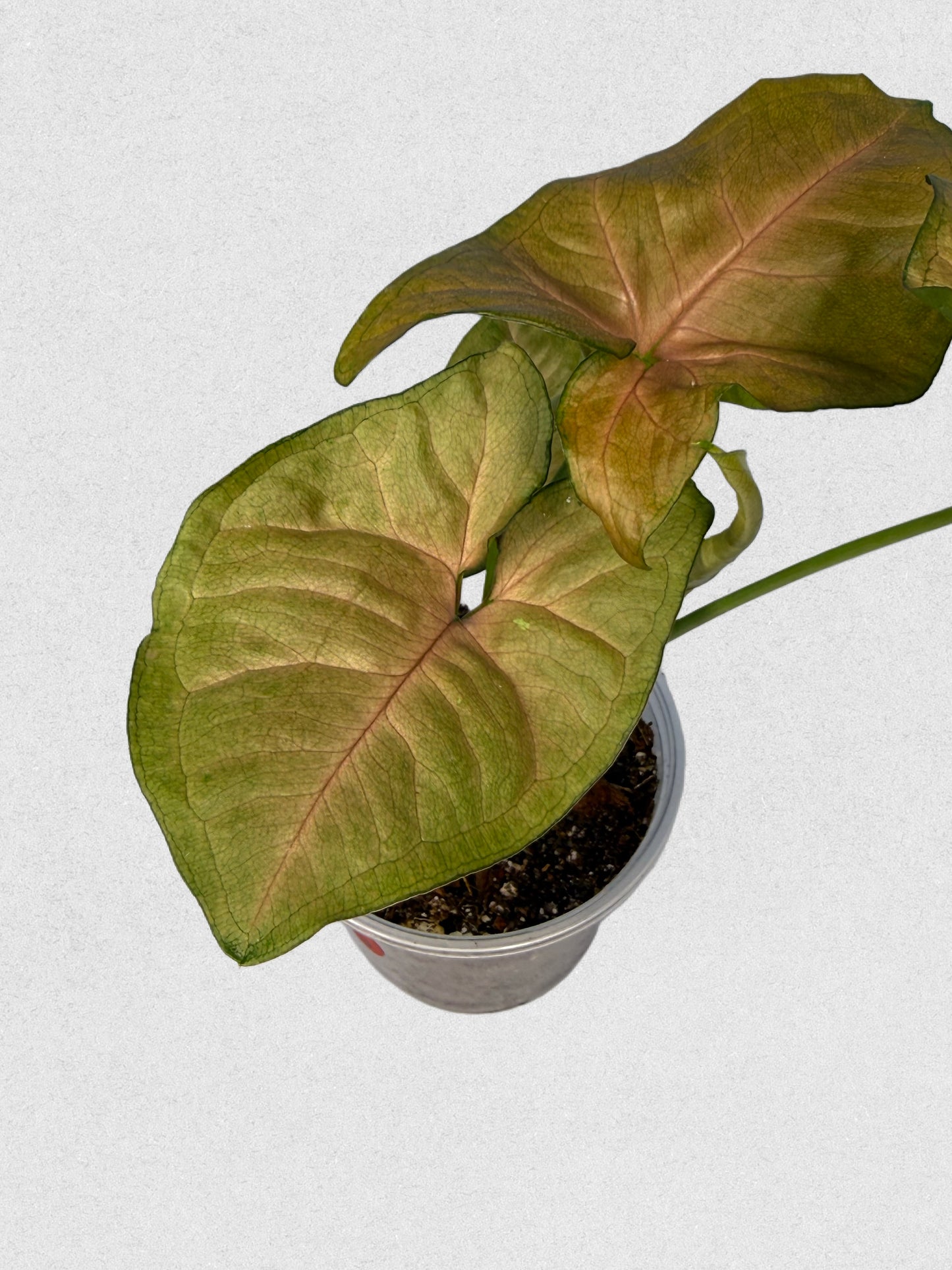 Pink Flecked Syngonium - B