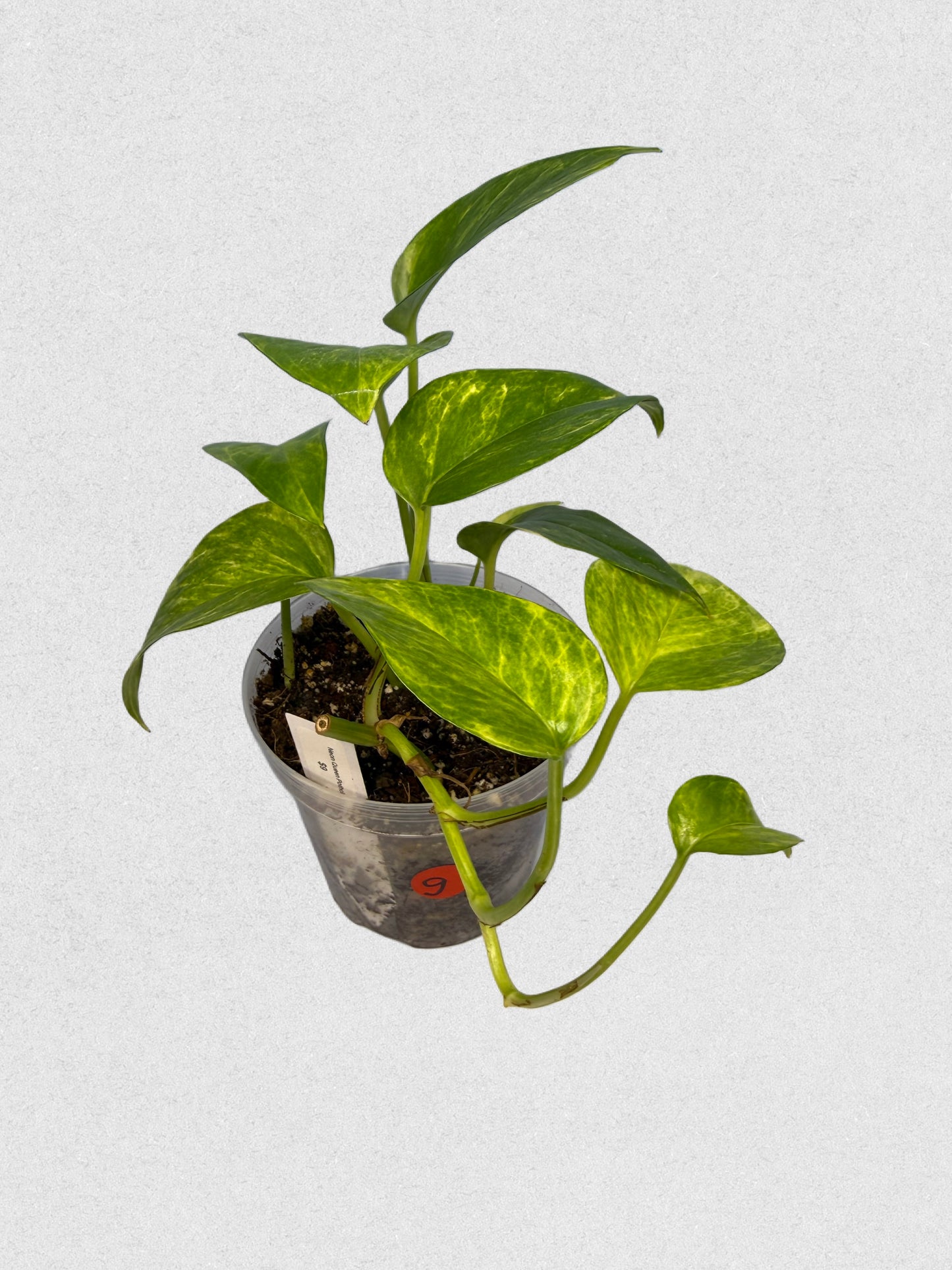 Neon Queen Pothos - G