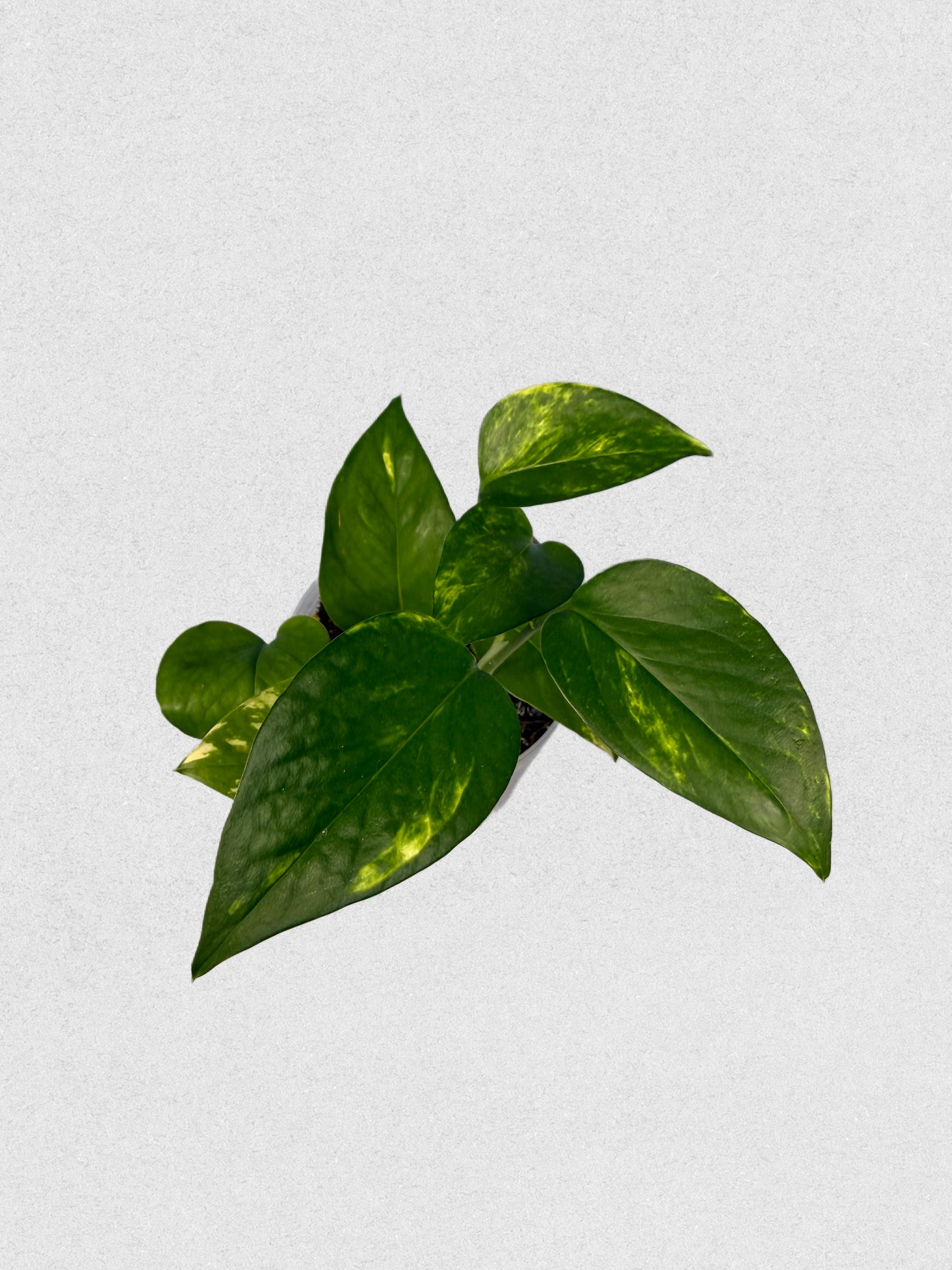 Neon Queen Pothos - D