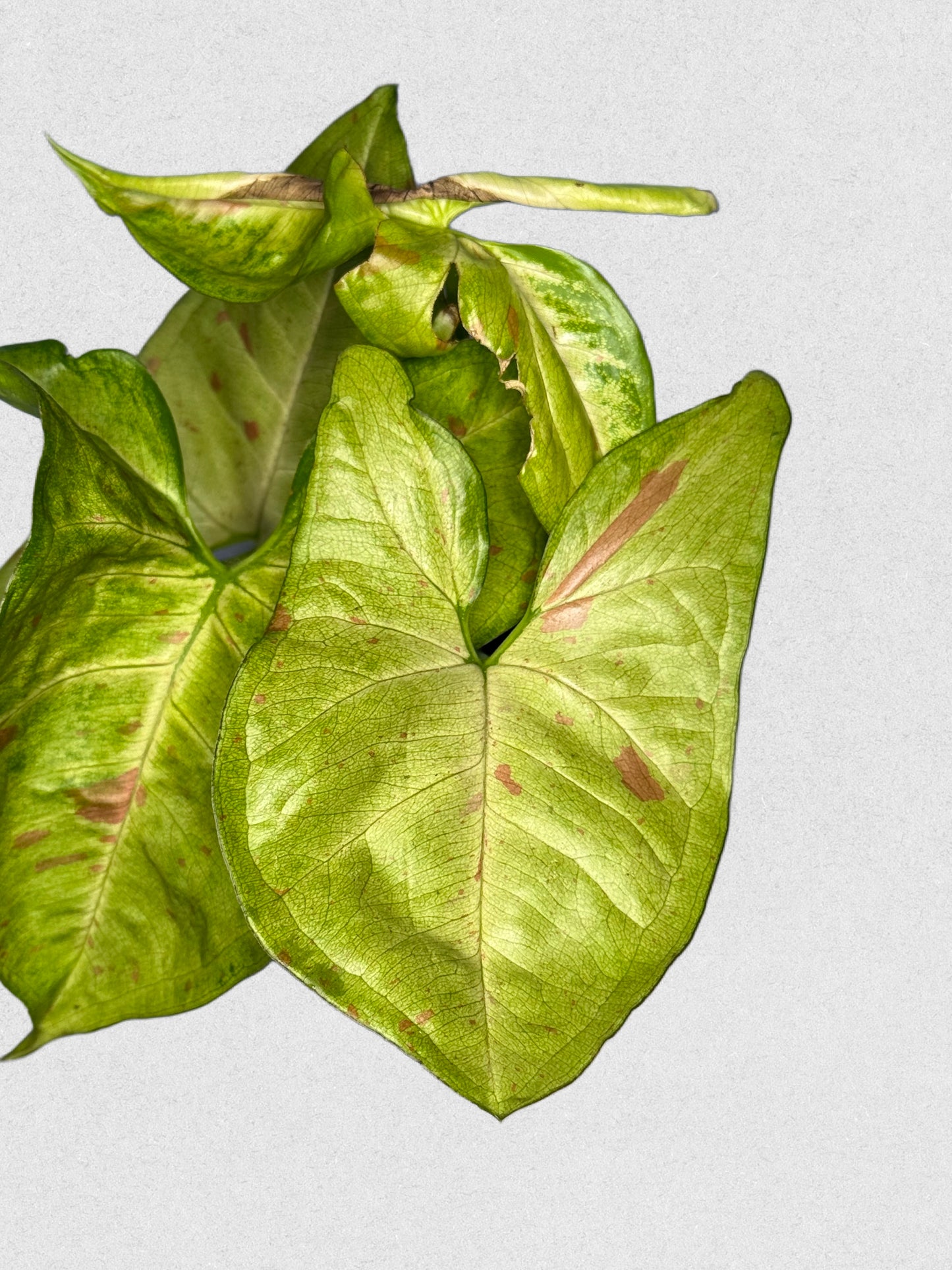 Milk Confetti Syngonium - I