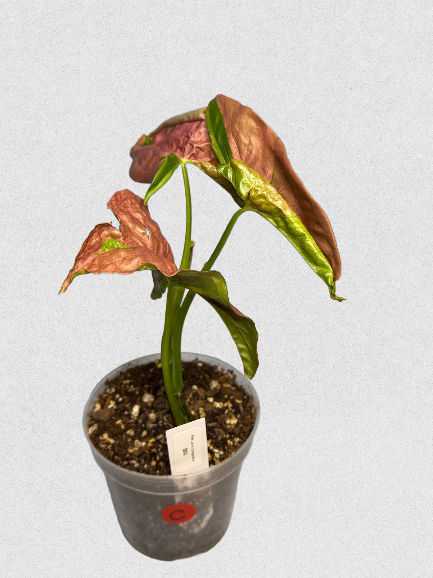 Pink Lava Syngonium - C