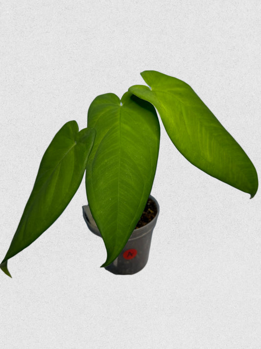 Syngonium macrophyllum - A