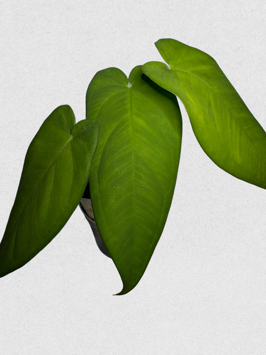 Syngonium Macrophyllum - Rare Houseplant | Green Satin Leaves