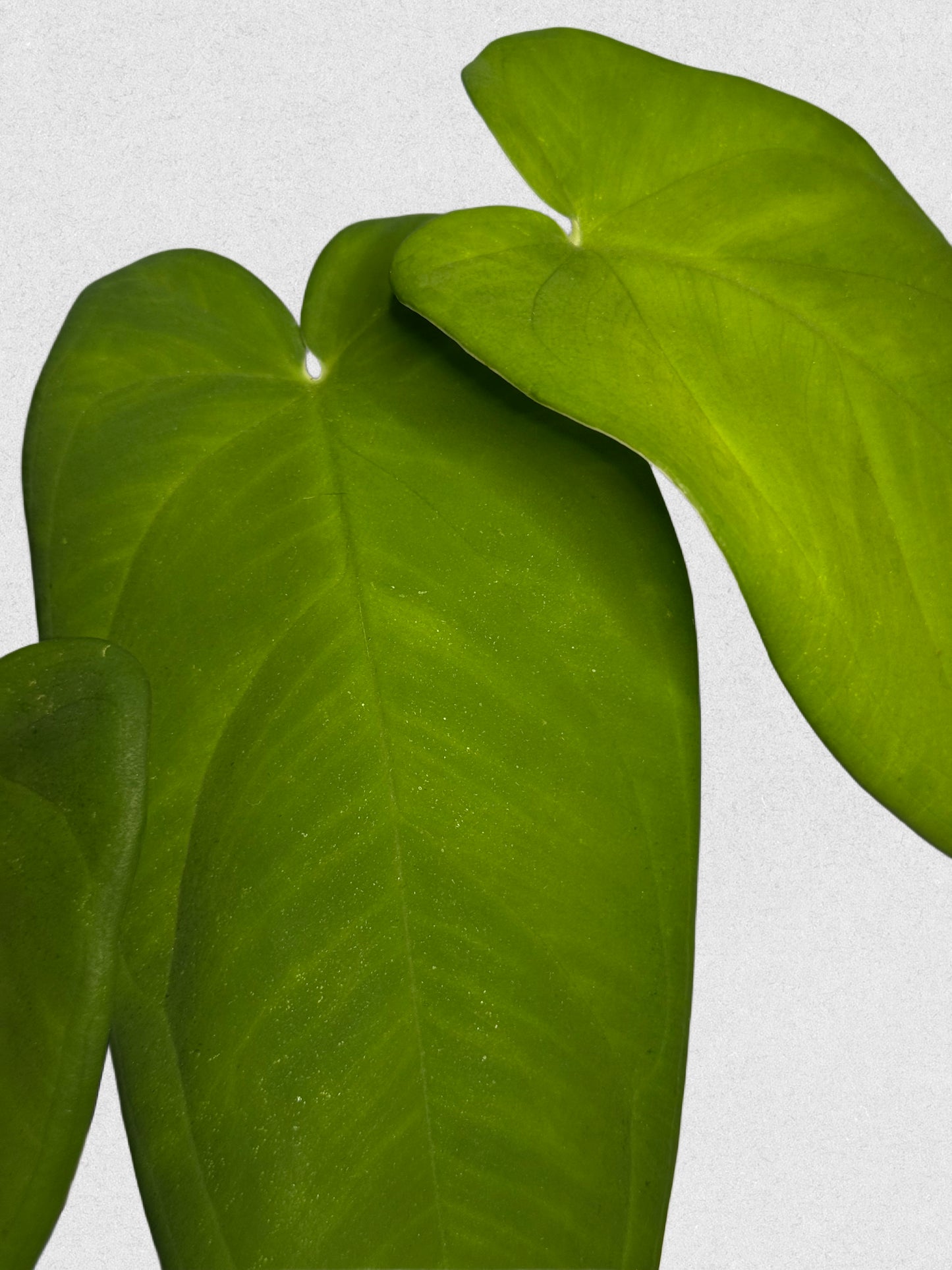 Syngonium macrophyllum - A