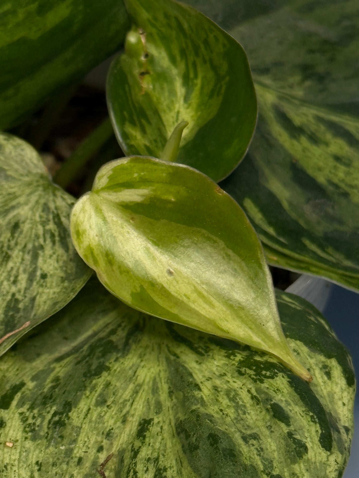 Variegated Philodendron Heartleaf