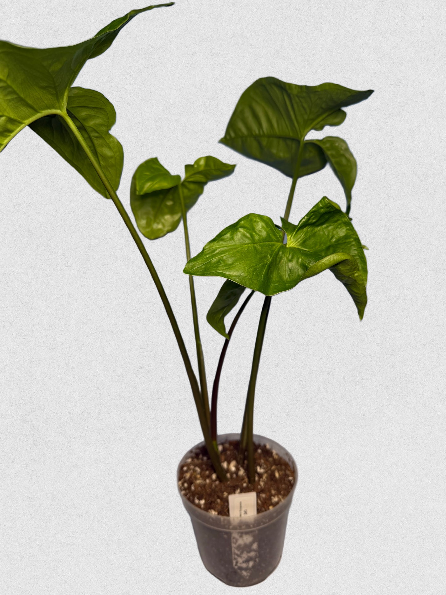 Panda Galaxy Syngonium