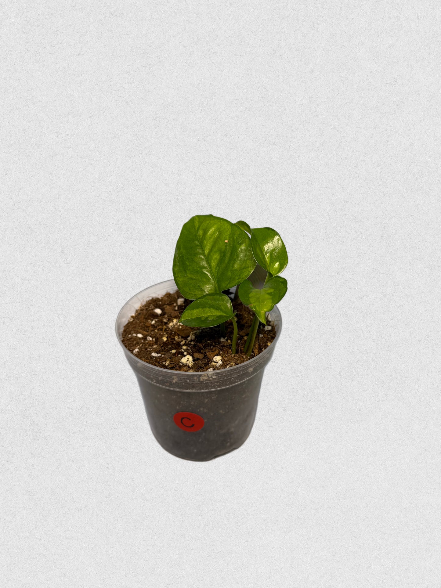 Global Green Pothos - C