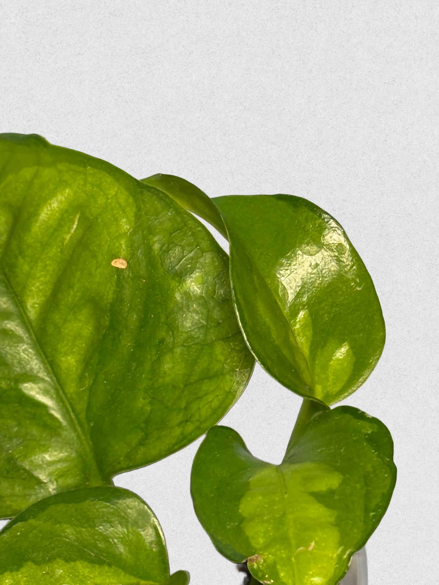 Global Green Pothos - C
