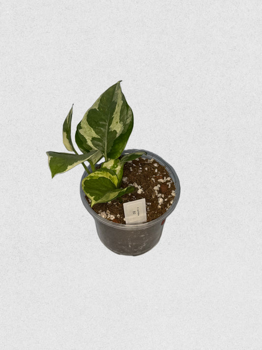 N'Joy Pothos - Bright White Variegated Houseplant