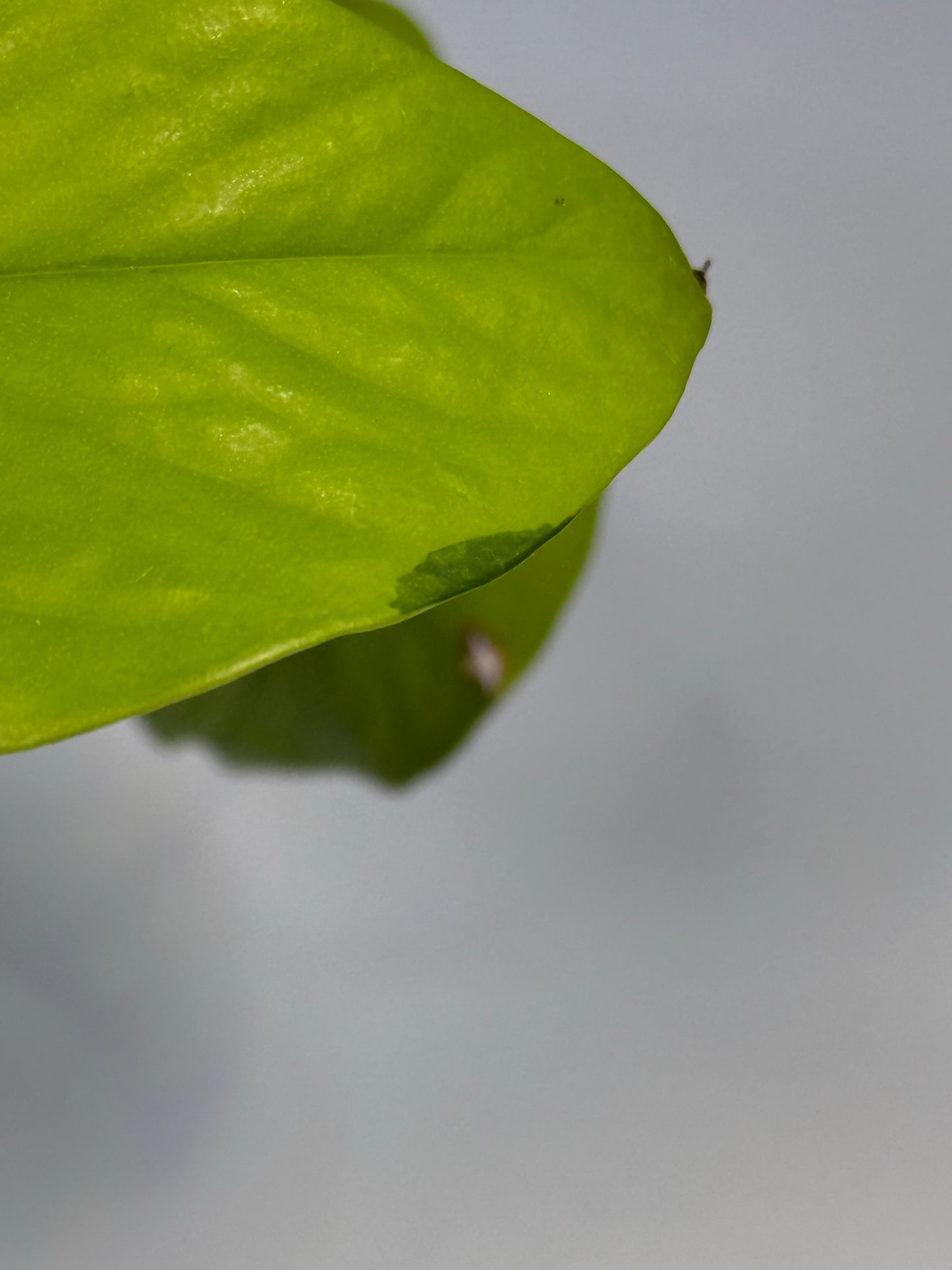 Sport Variegated Neon Pothos - A