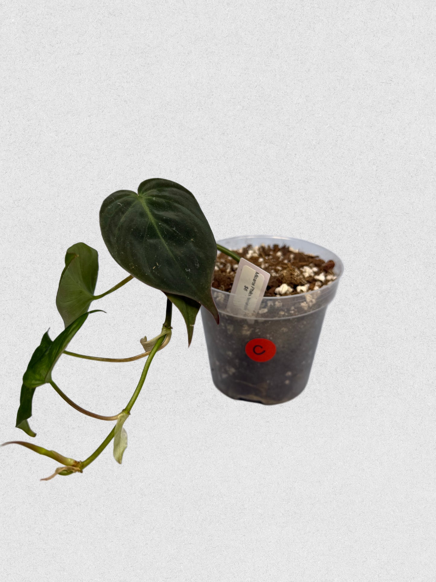 Micans Philodendron - C