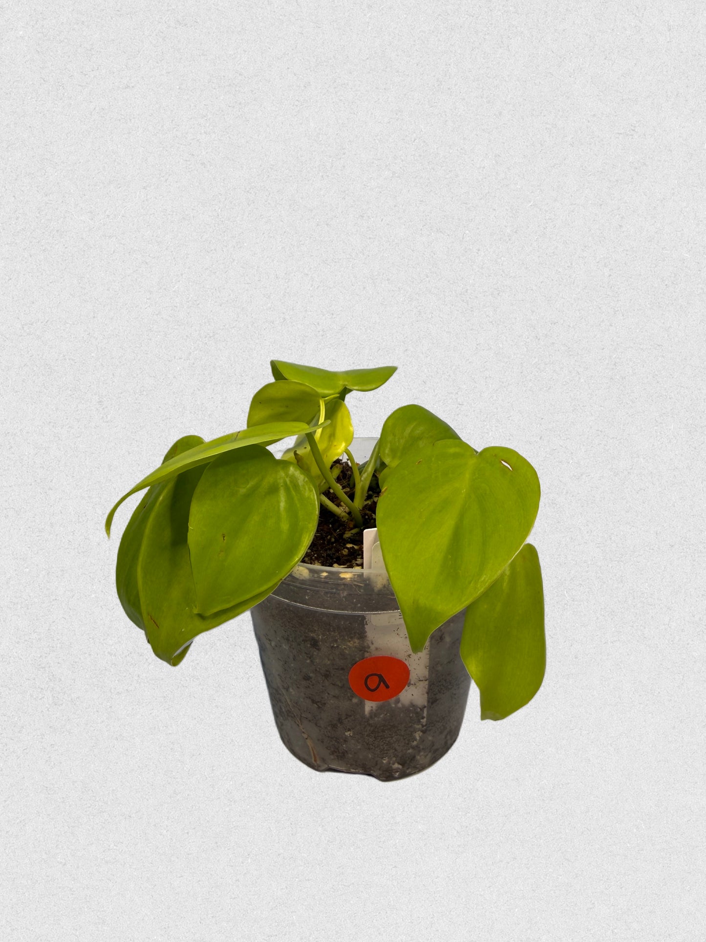 Neon Philodendron - A