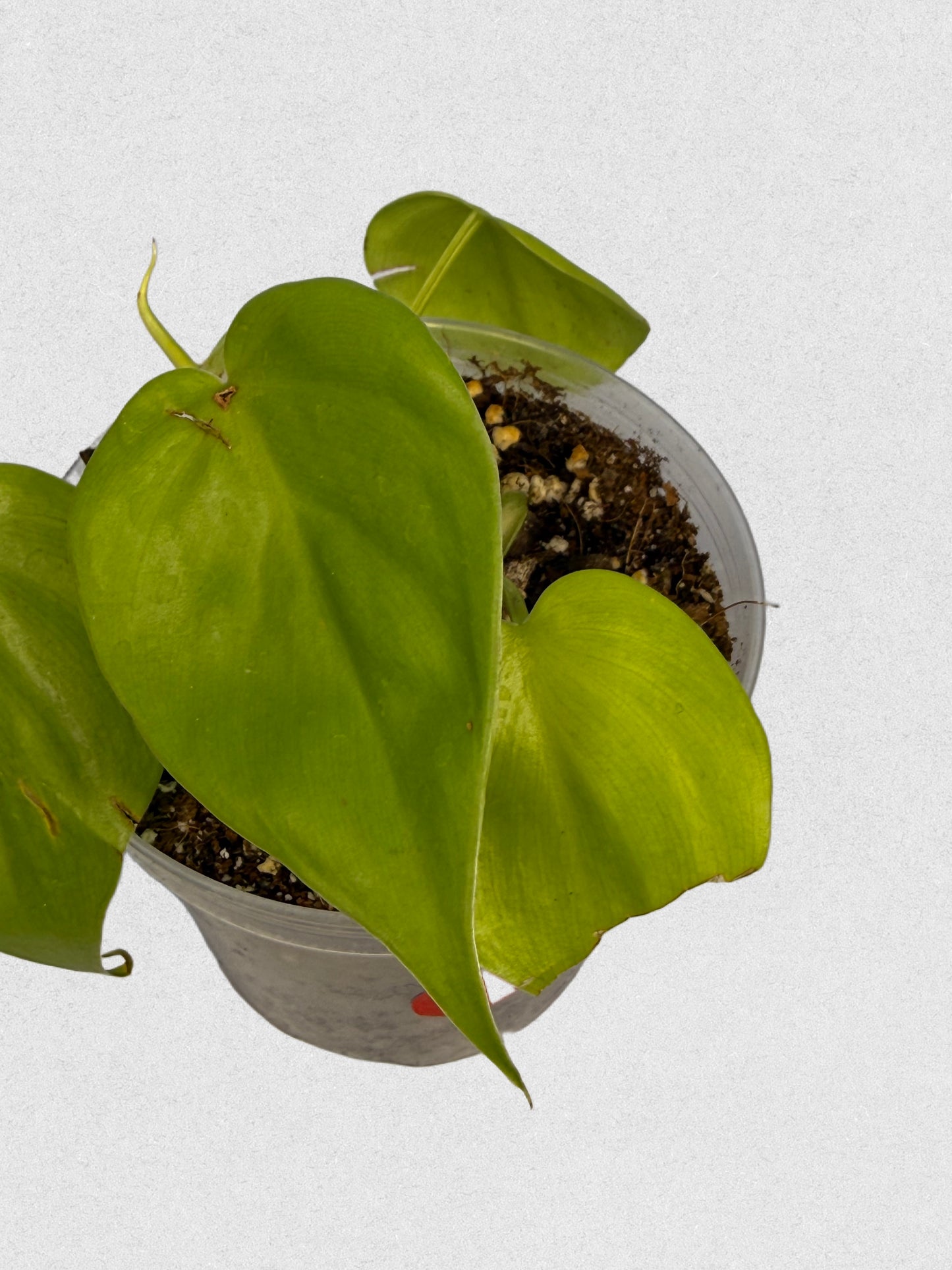 Neon Philodendron- B