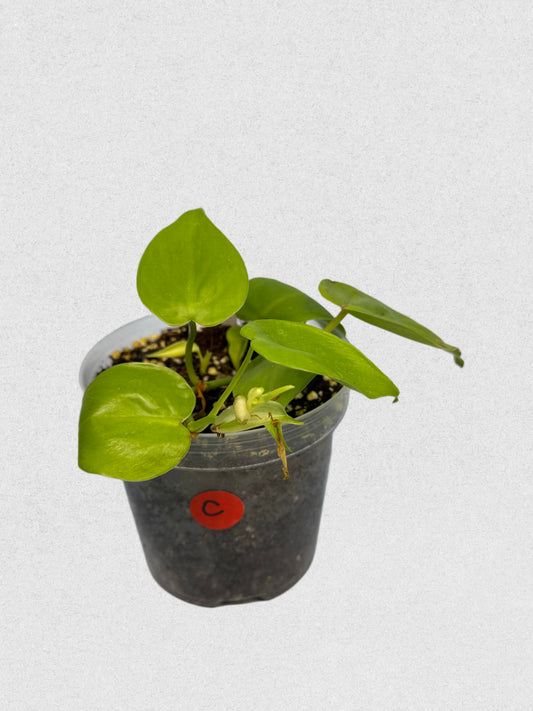 Neon Philodendron- C