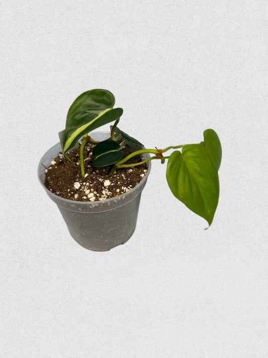 Heartleaf Philodendron Mix - Brasil, Neon & Green Trio