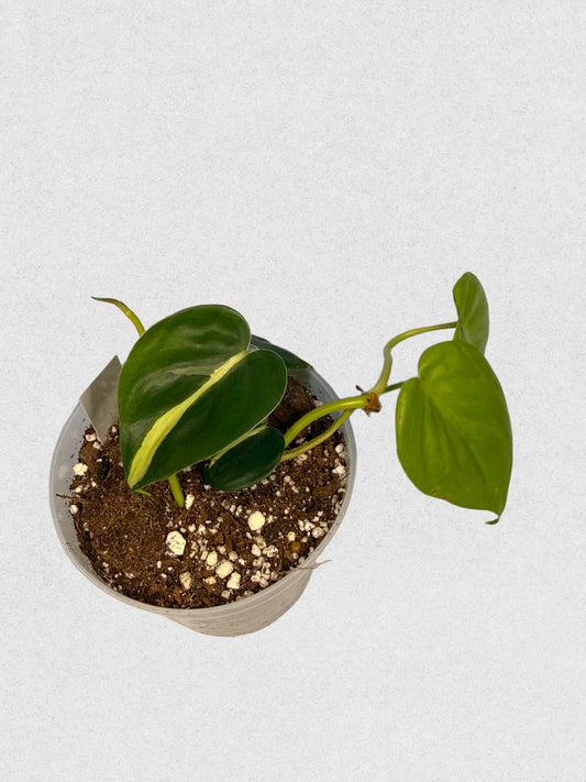 Neon Brasil Philodendron Mix