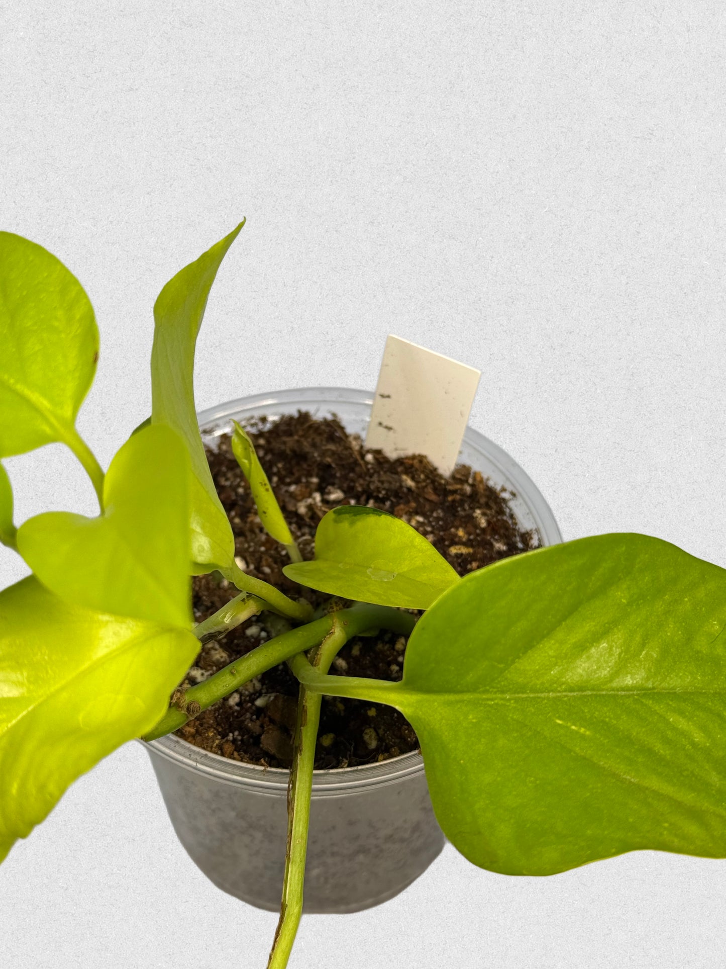 Sport Variegated Neon Pothos - B