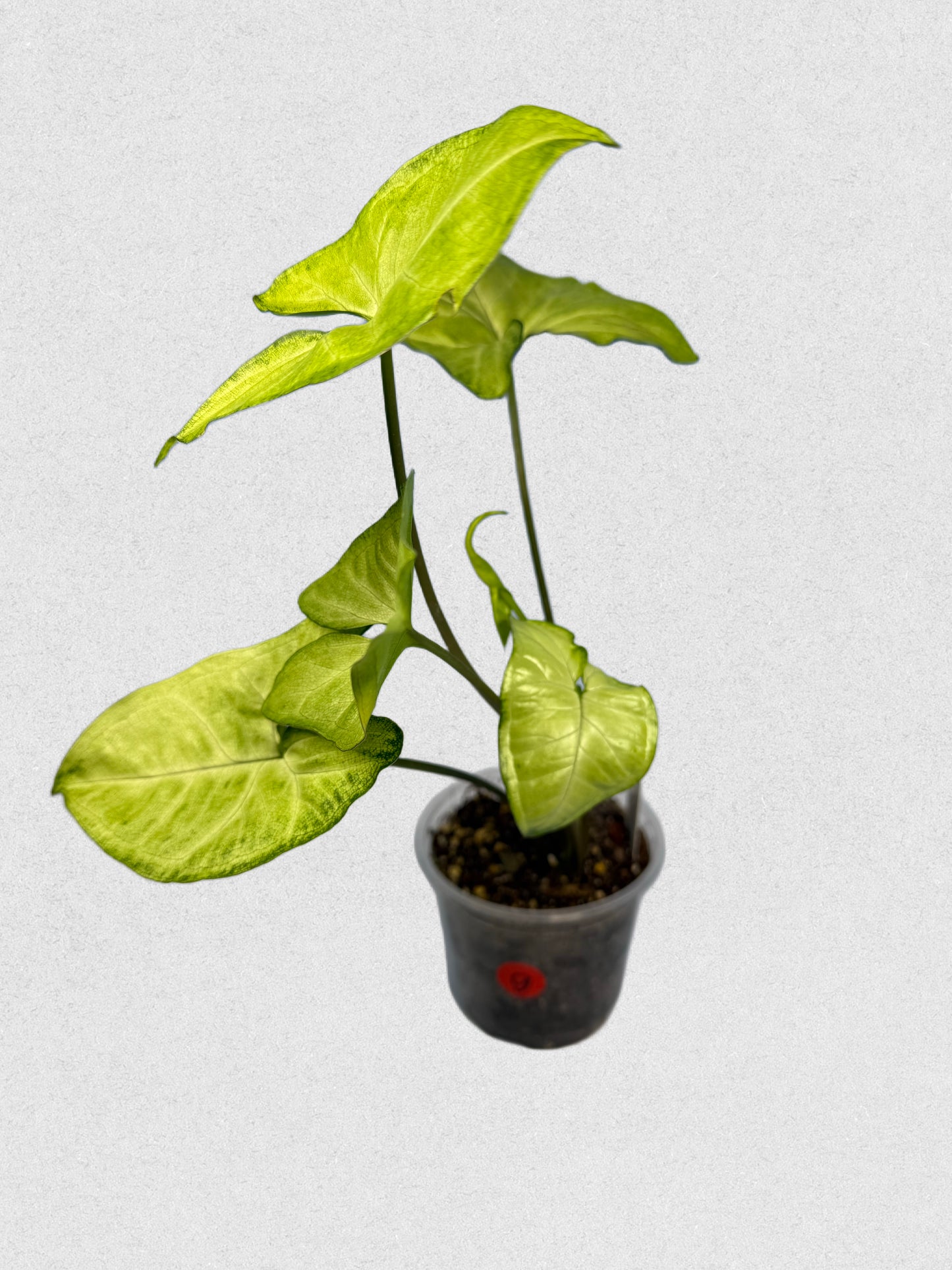 White Butterfly Syngonium - G