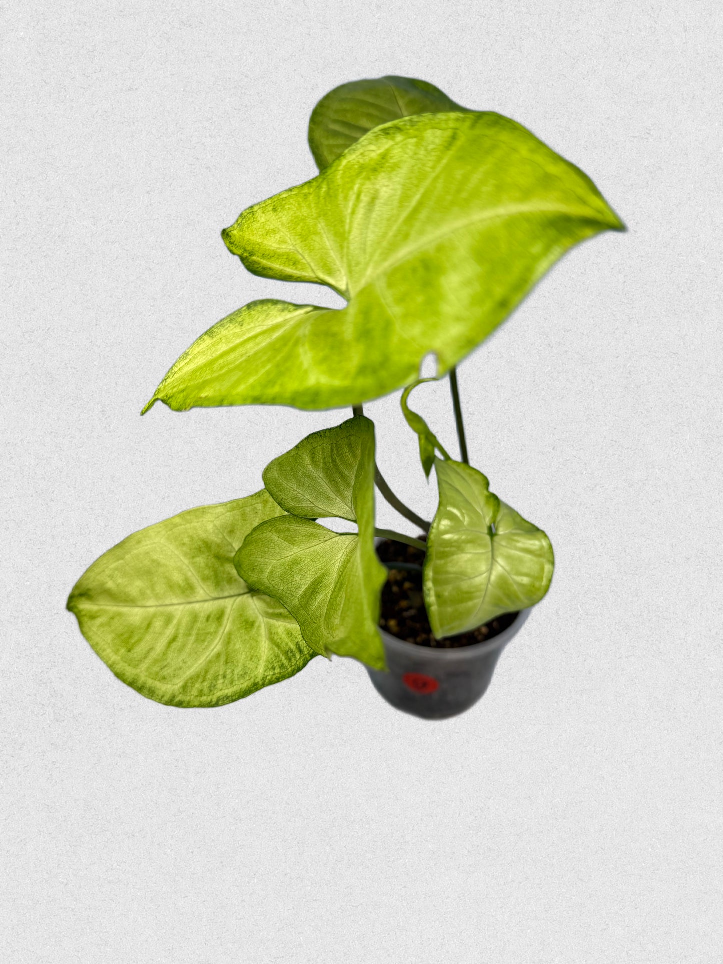 White Butterfly Syngonium - G