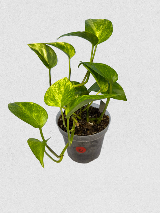 Neon Queen Pothos - E