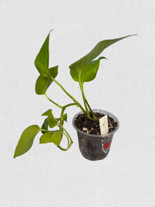 Sport Variegated Neon Pothos - C