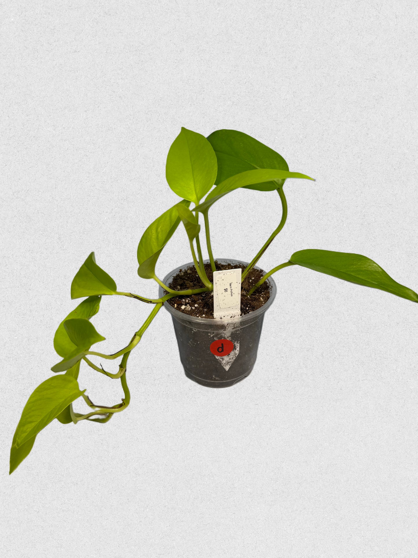 Sport Variegated Neon Pothos - D