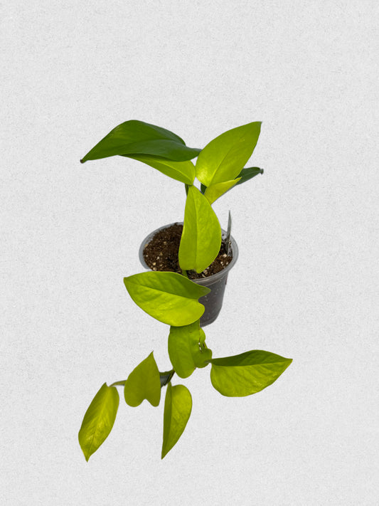 Sport Variegated Neon Pothos - D