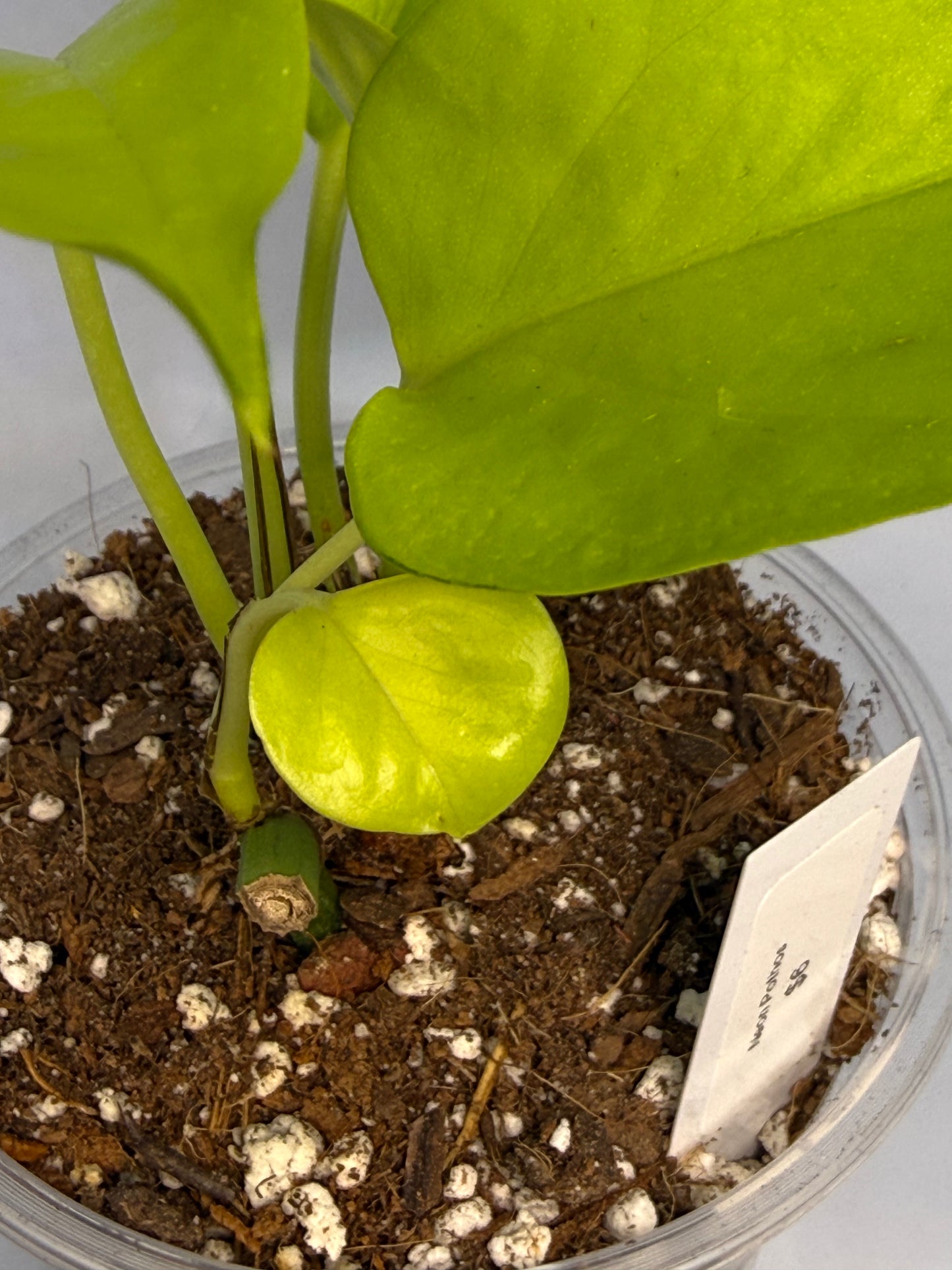 Sport Variegated Neon Pothos - E