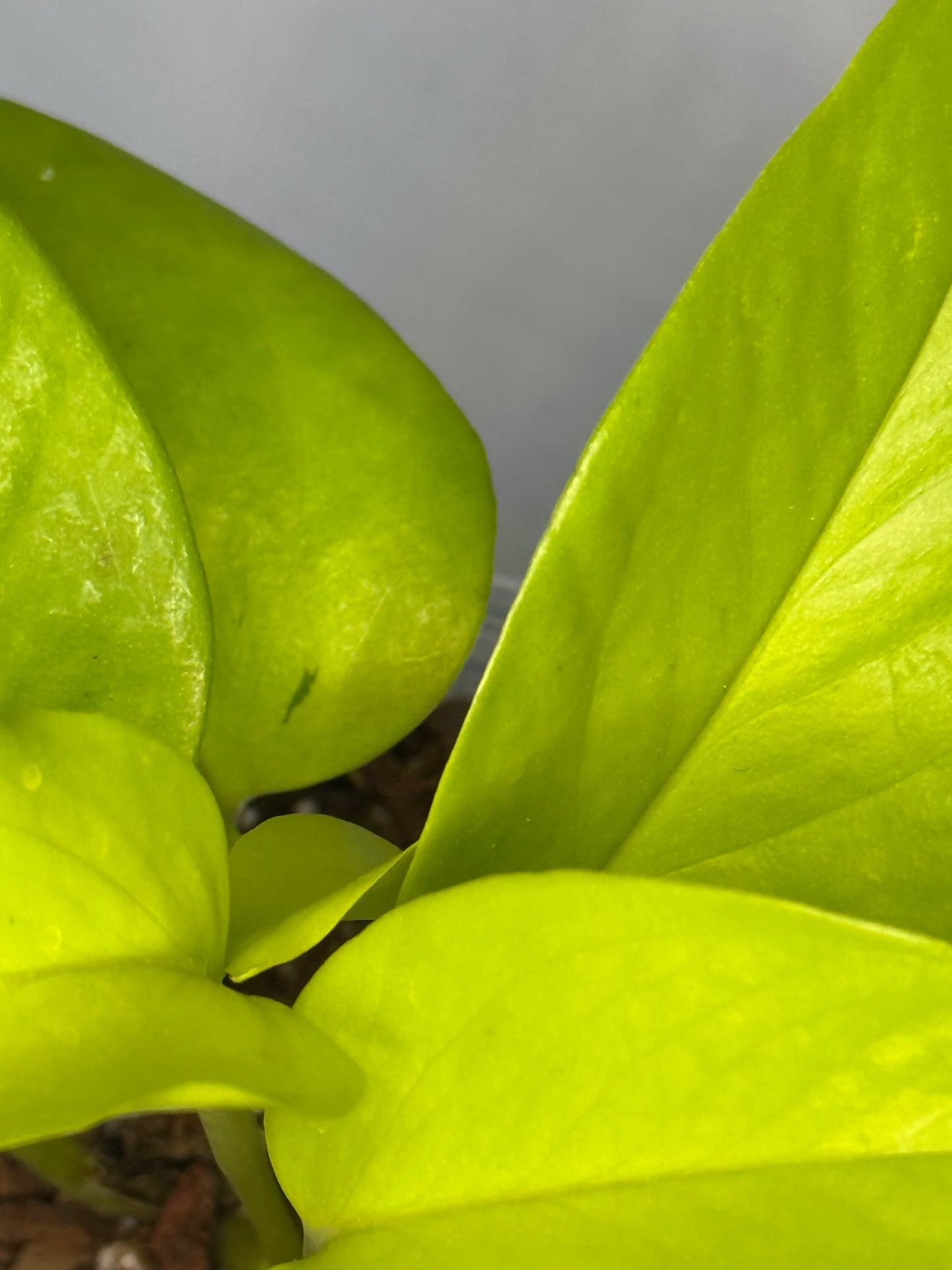 Sport Variegated Neon Pothos - E