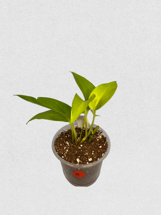 Sport Variegated Neon Pothos - E