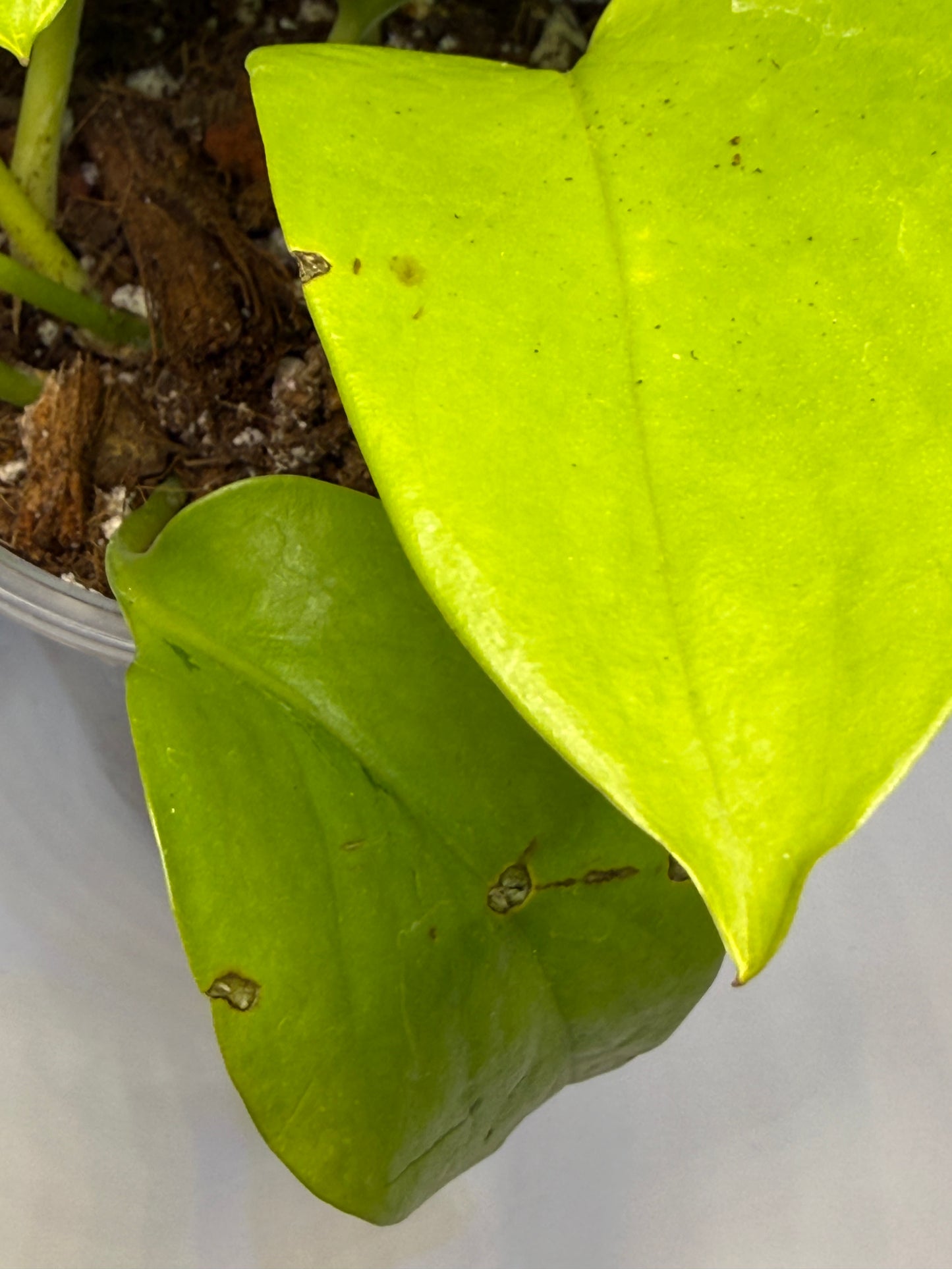 Sport Variegated Neon Pothos - F