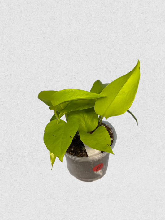 Sport Variegated Neon Pothos - F