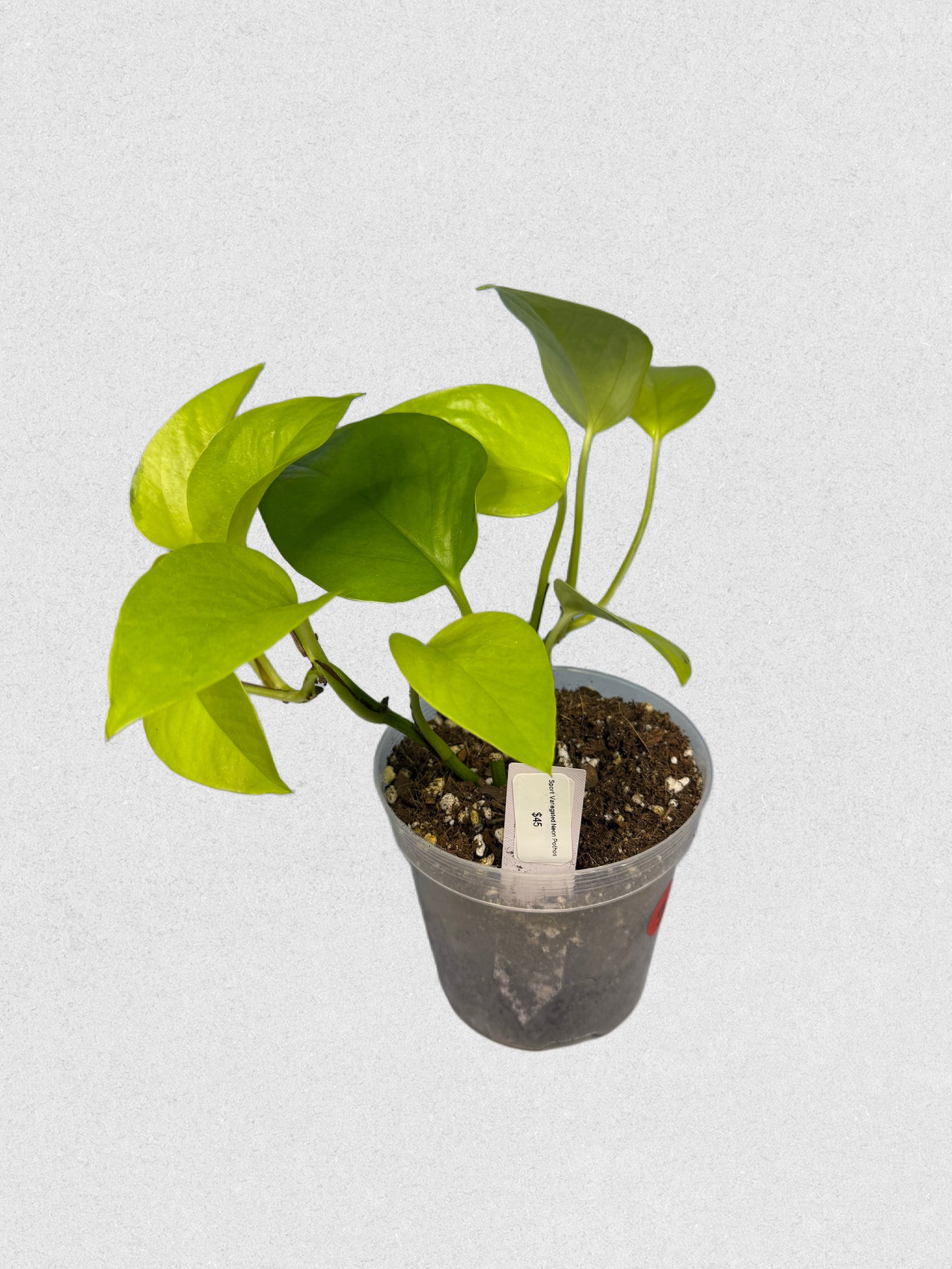 Sport Variegated Neon Pothos - G