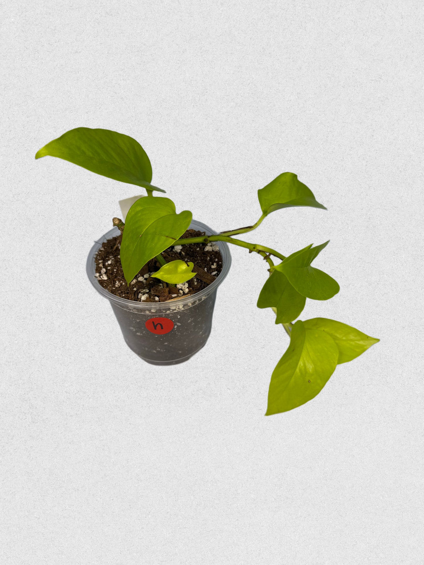 Sport Variegated Neon Pothos - H