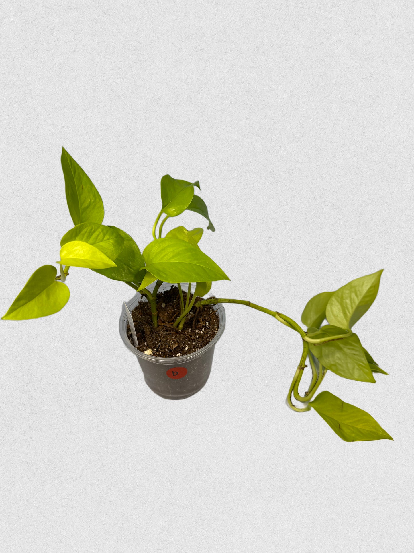 Neon Pothos - B