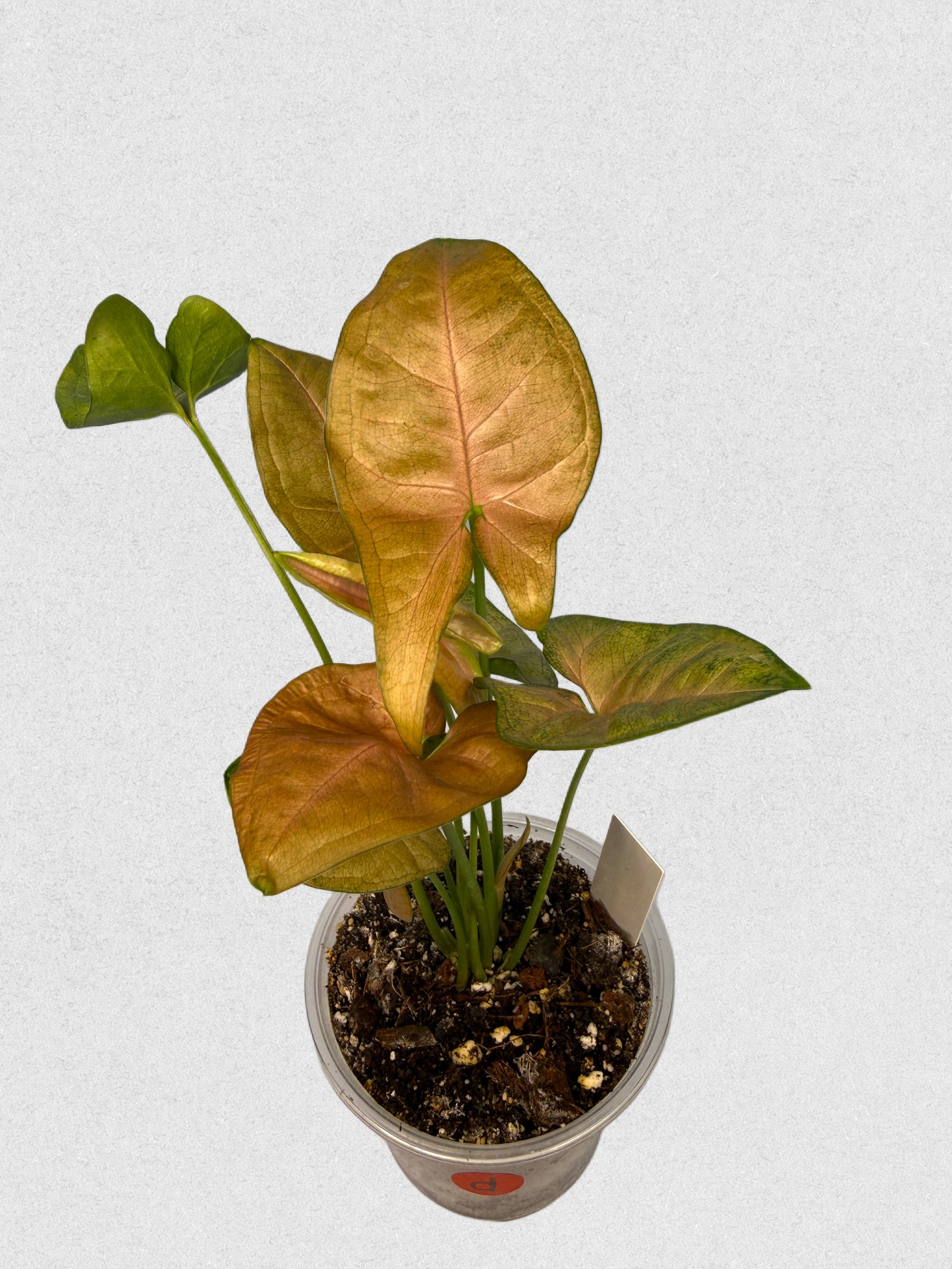 Pink Flecked Syngonium - D