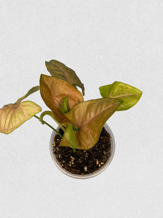 Pink Flecked Syngonium - E