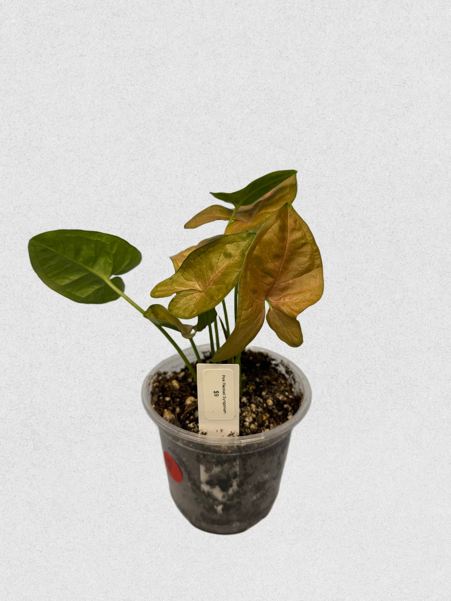 Pink Flecked Syngonium - F