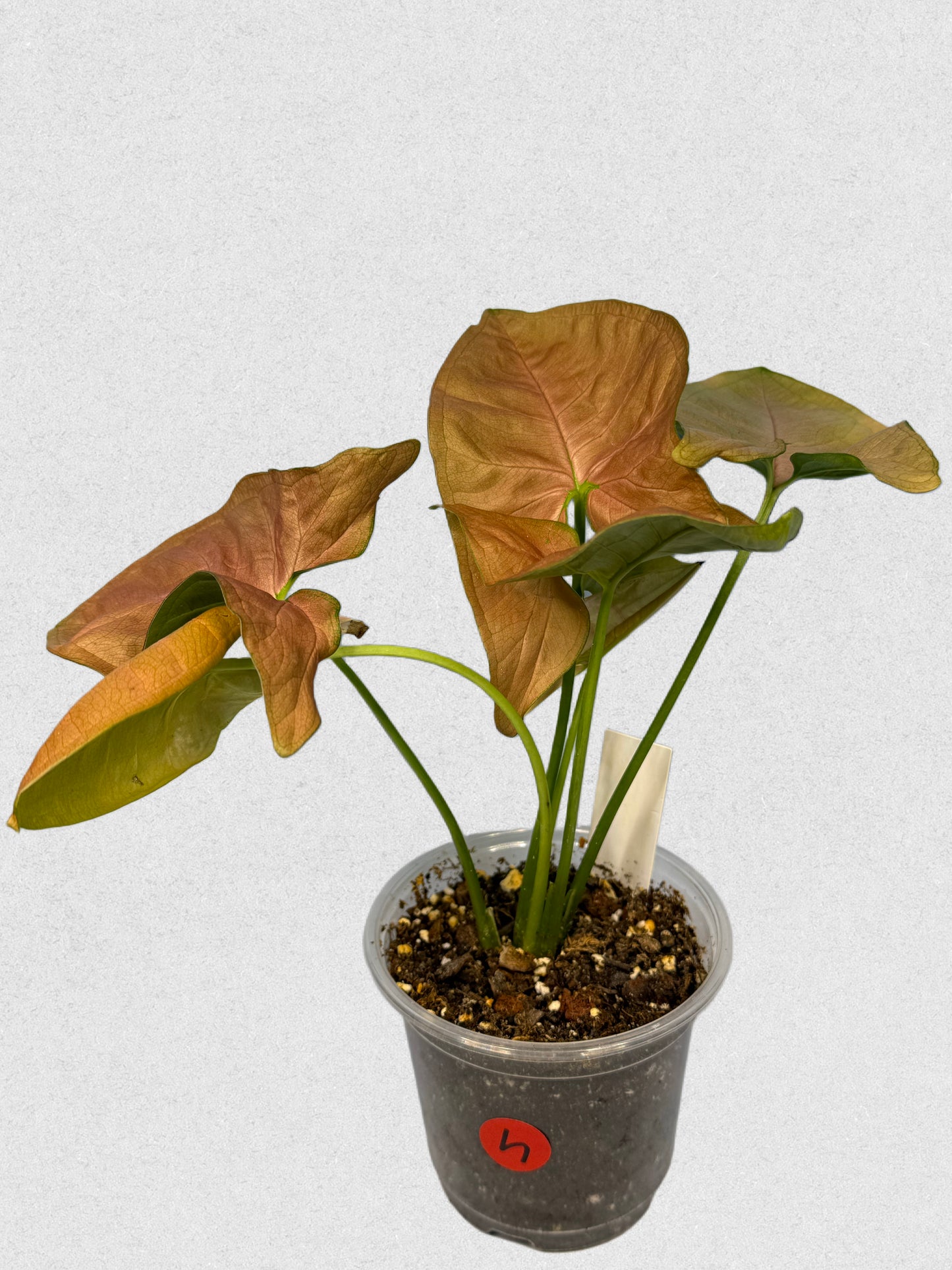 Neon Robusta Syngonium - H