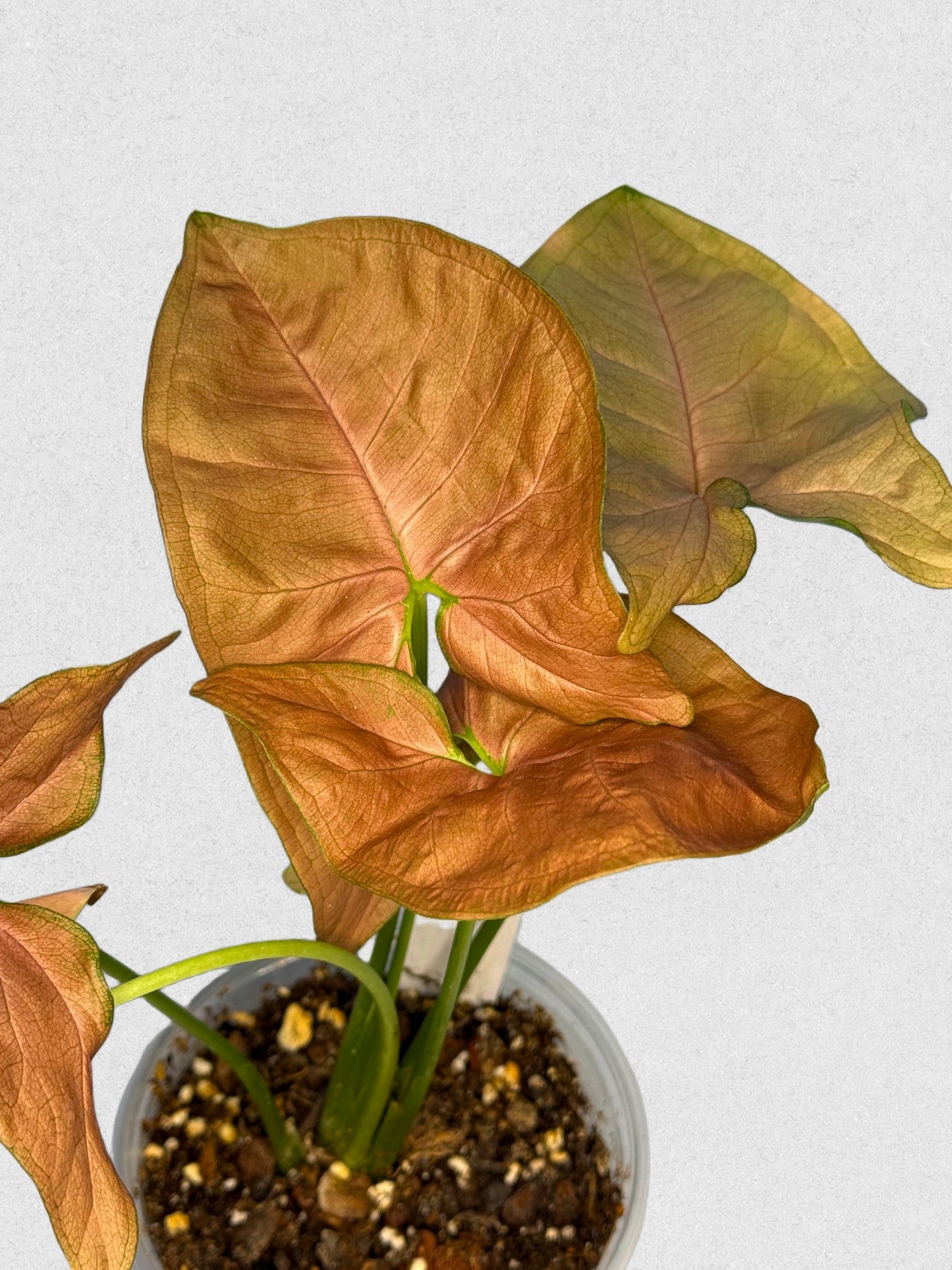 Neon Robusta Syngonium - H